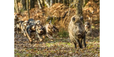 Battue Sangliers dans les Deux Sévres