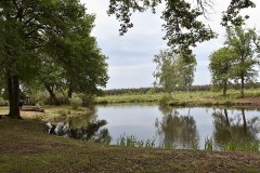 Chasse à la bécasse en Gironde