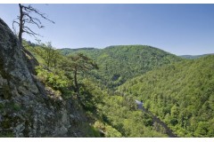 Approche au Mouflon en Haute Loire