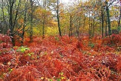 Chasse à la bécasse dans le Gers