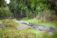 Chasse à la bécasse en Gironde