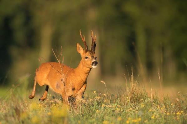 Approche Brocard dans les Landes