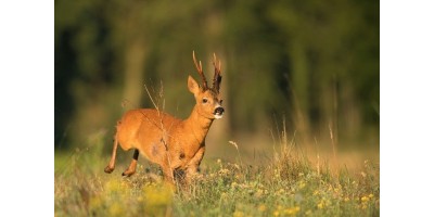 Approche Brocard dans les Landes