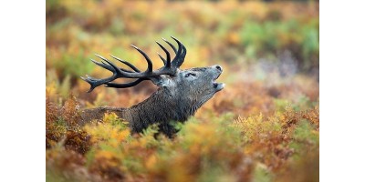 Approche au Cerf en Haute Loire