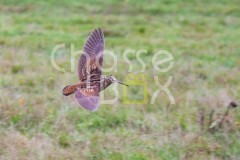 Chasse à la bécasse en Gironde