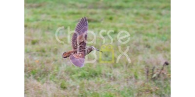 Chasse à la bécasse en Gironde