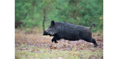 Battue Sangliers dans les Landes