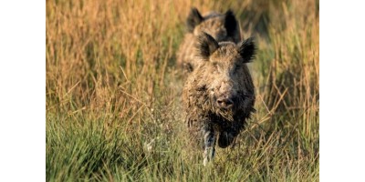 Battue Sangliers dans le Var