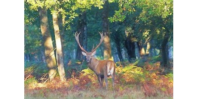 Approche au Cerf dans les Landes