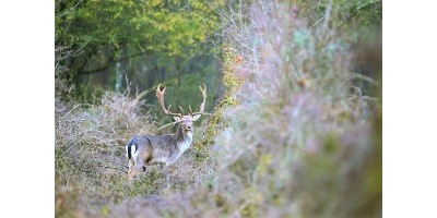 Approche au Daim en Occitanie