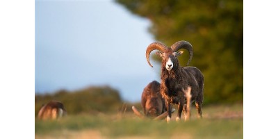 Approche au Mouflon en Haute Loire