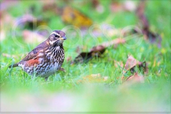 Chasse à la bécasse en Gironde