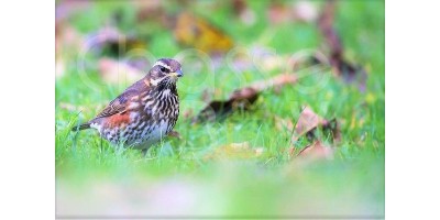 Chasse à la grive  en Gironde