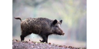 Weekend Sangliers dans l'Aude