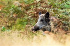 Approche Sanglier dans les Landes