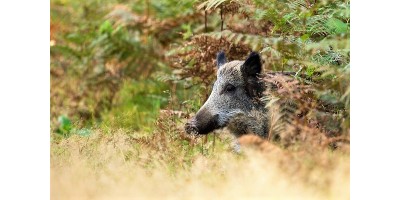 Approche Sanglier dans les Landes