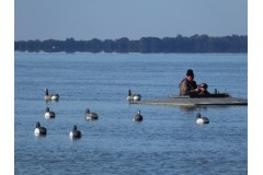 Canards en Argentine