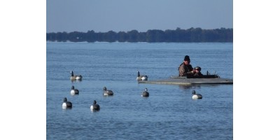 Canards en Argentine