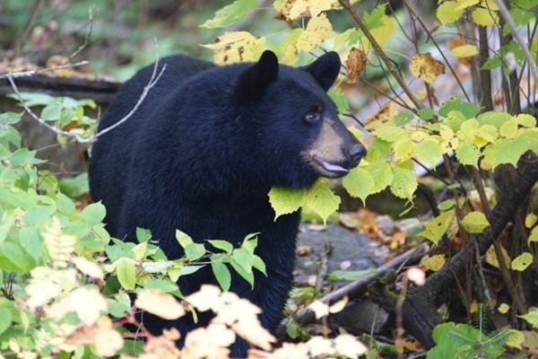 Ours Noir au Canada