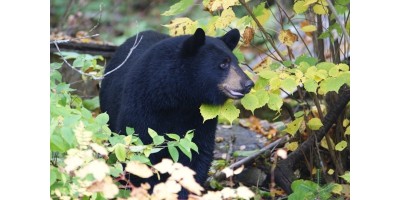 Ours Noir au Canada