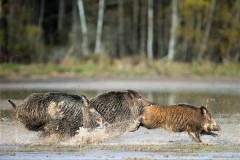 Battue Sangliers en Provence