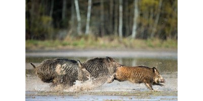 Battue Sangliers en Provence