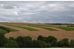 Perdrix Faisans dans l'Orne