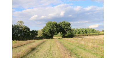 Chasse Perdix Faisans dans les Deux Sèvres