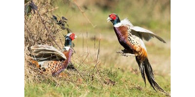 Perdrix Faisans en Haute Saône