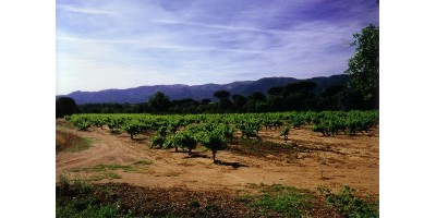 Perdrix Faisans dans le Var