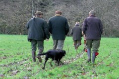 Perdrix Faisans dans la Sarthe