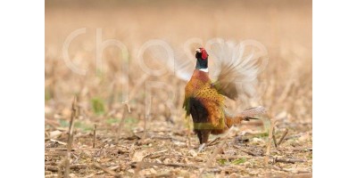 Perdrix Faisans en Dordogne