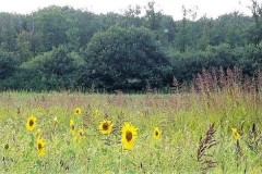 Perdrix Faisans dans la Vienne