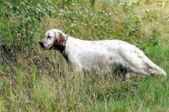 Perdrix Faisans dans la Vienne