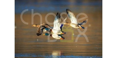 Passée aux canards en Eure et Loire