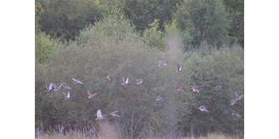 Levée d'étangs en Sologne