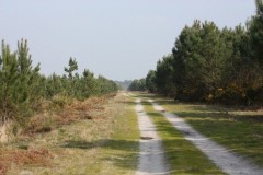 Bécasse dans les Landes