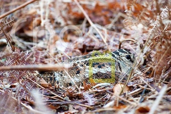 Bécasse dans les Landes