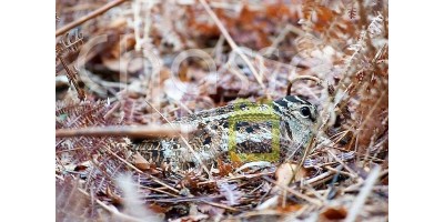 Bécasse dans les Landes