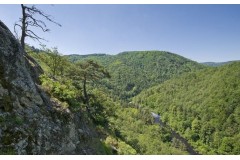 Bécasse en Haute Loire