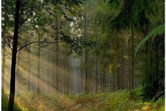 Bécasse dans l'Oise