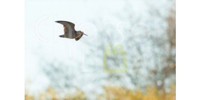 Bécasse dans l'Oise