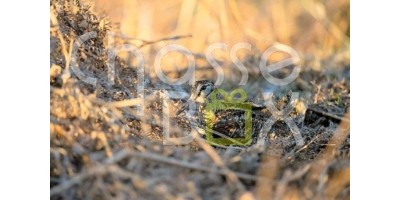 Bécasse en Haute Loire