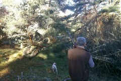 Bécasse en Lozère