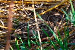 Caille sauvage dans le Gers