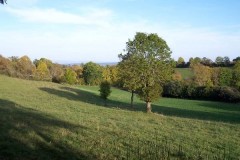 Chasse à la Palombe dans le Gers