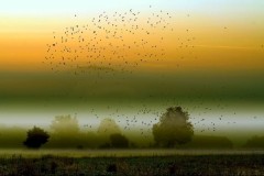 Chasse à la Palombe dans le Gers