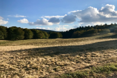 Battue Cervidés en Aveyron