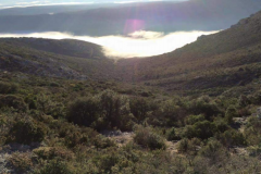 Battue Sangliers dans le Cevennes