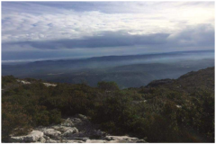 Battue Sangliers dans le Cevennes